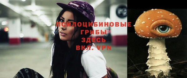 прущие грибы Абаза